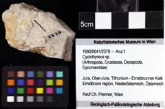 Foto (Objket + Etiketten) von Cyclothyreus sp. 